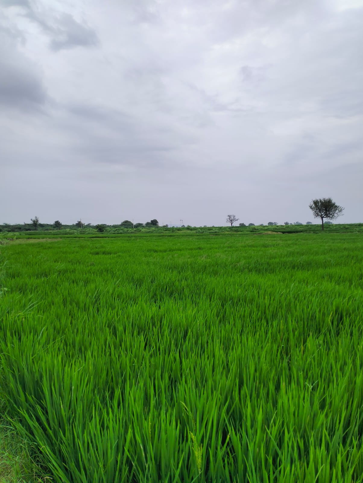 Agricultural Land in Yadgir — photo 2