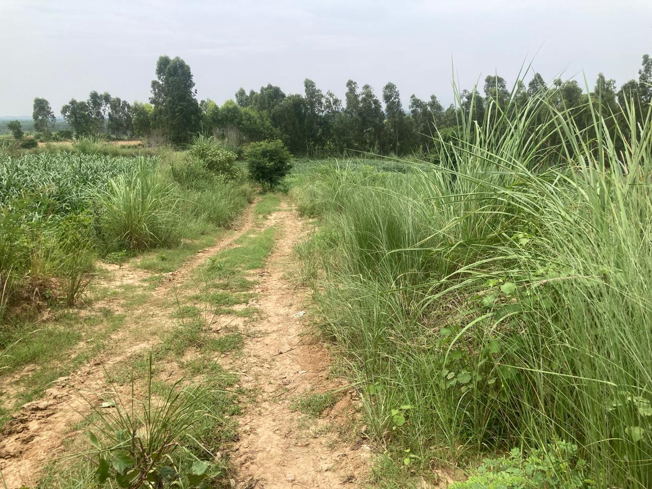 Agricultural Land in Haridwar — photo 1