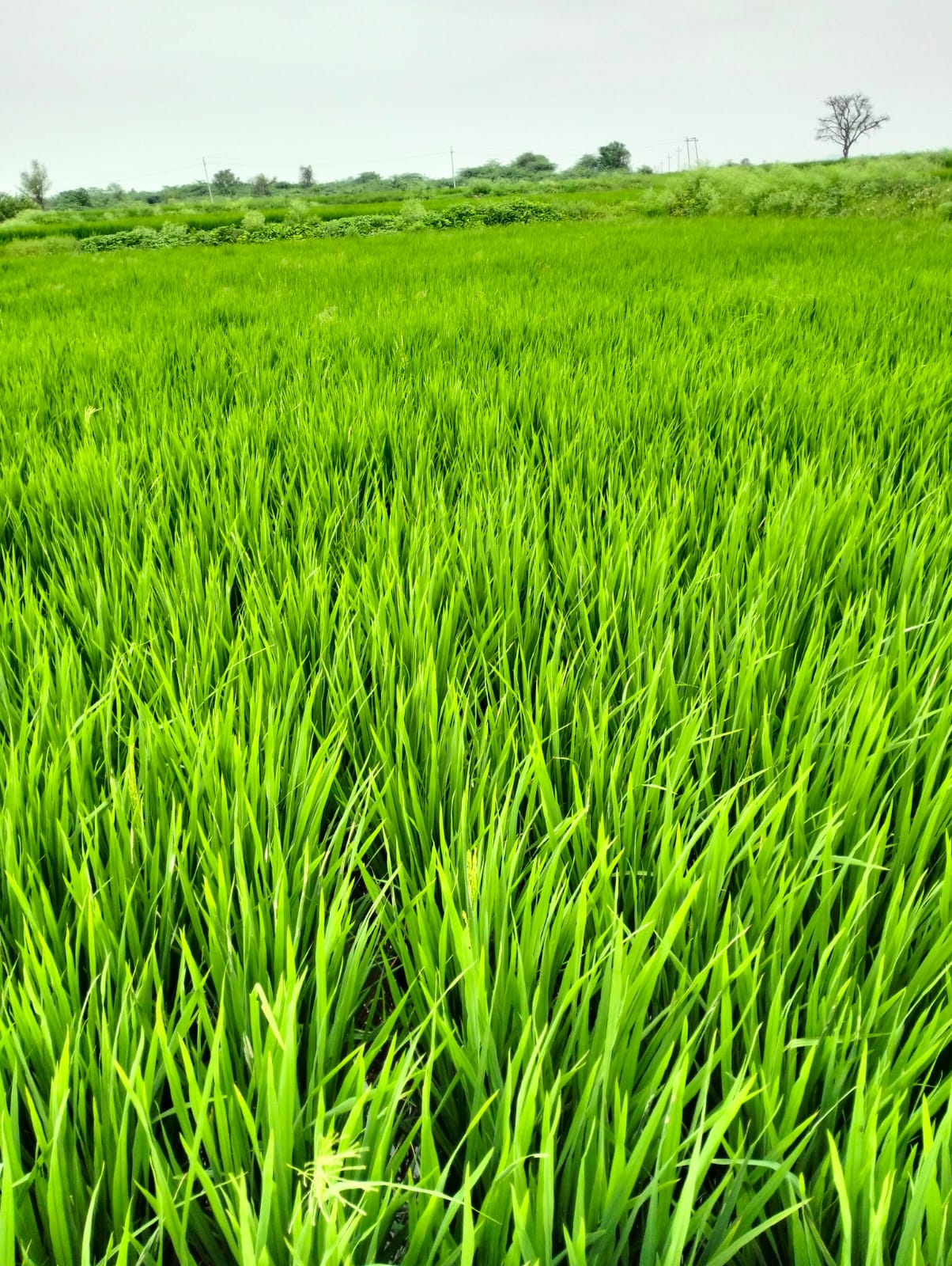 Agricultural Land in Yadgir — photo 5